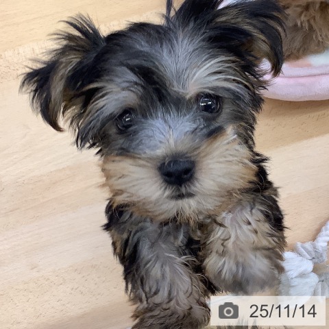 ヨークシャー・テリアの写真