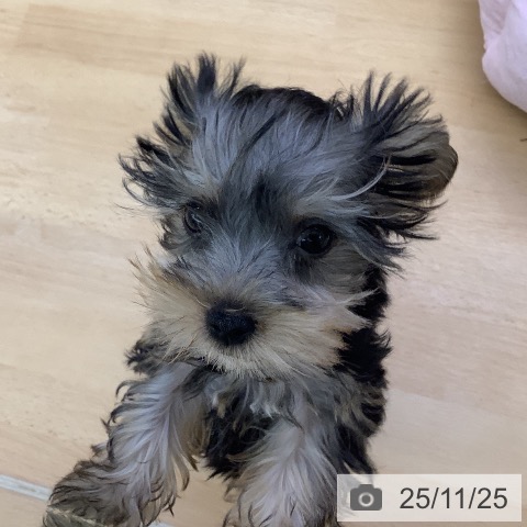 福岡県のヨークシャーテリア (ペットプラス 福岡店/2025年9月10日生まれ/女の子/スチールブルータン)の子犬の4枚目の画像