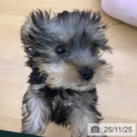 福岡県のヨークシャーテリア (ペットプラス 福岡店/2025年9月10日生まれ/女の子/スチールブルータン)の子犬の3枚目の画像