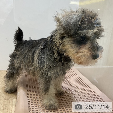 ミニチュア・シュナウザーの写真