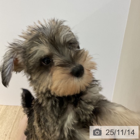 ミニチュア・シュナウザーの写真