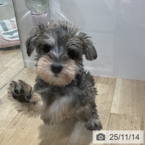 ミニチュア・シュナウザーの写真