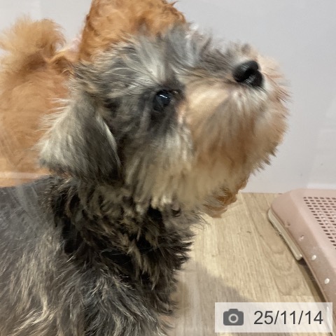 ミニチュア・シュナウザーの写真