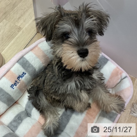 福岡県のミニチュアシュナウザー (ペットプラス 小倉南店/2025年9月11日生まれ/男の子/ソルトペッパー)の子犬の4枚目の画像
