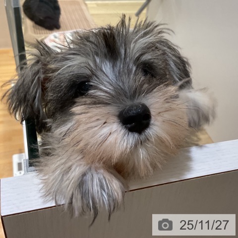 福岡県のミニチュアシュナウザー (ペットプラス 小倉南店/2025年9月11日生まれ/男の子/ソルトペッパー)の子犬の3枚目の画像