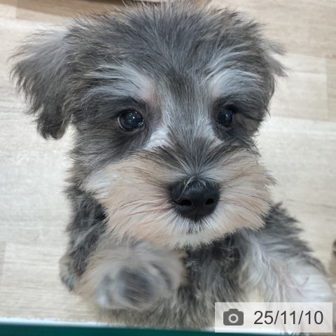 ミニチュア・シュナウザーの写真