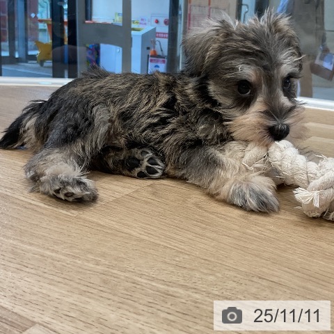 ミニチュア・シュナウザーの写真