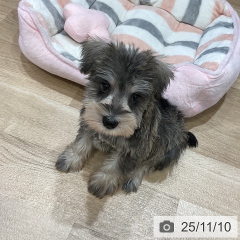 ミニチュア・シュナウザーの写真