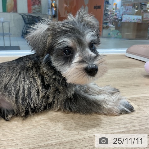 ミニチュア・シュナウザーの写真