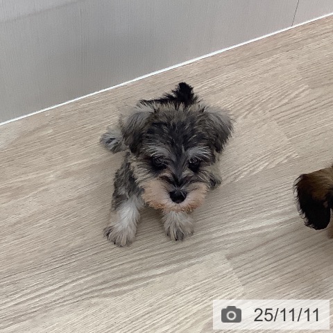 ミニチュア・シュナウザーの写真