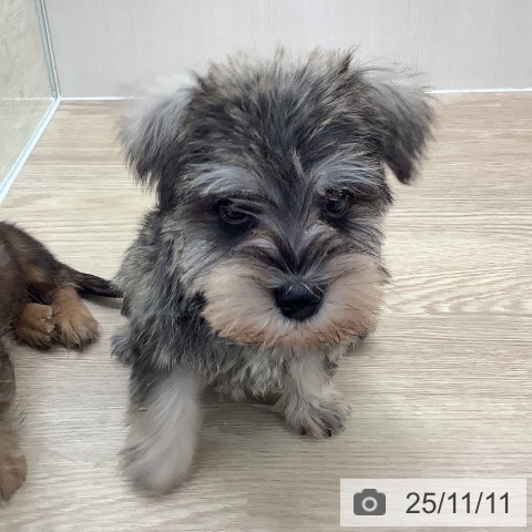 ミニチュア・シュナウザーの写真