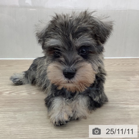 ミニチュア・シュナウザーの写真