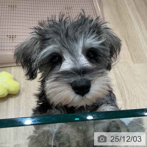 福岡県のミニチュアシュナウザー (ペットプラス 香椎浜店/2025年9月11日生まれ/男の子/ソルトペッパー)の子犬の4枚目の画像