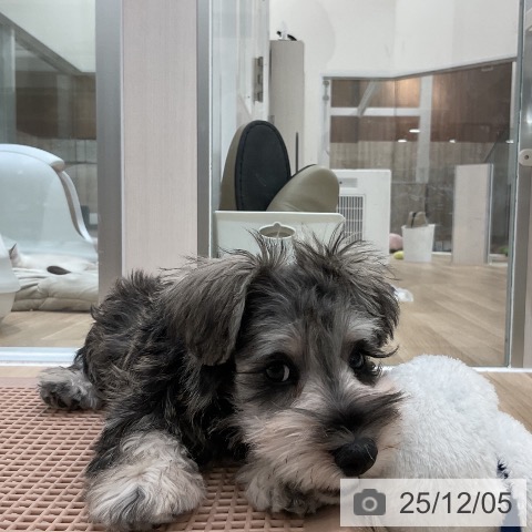 福岡県のミニチュアシュナウザー (ペットプラス 香椎浜店/2025年9月11日生まれ/男の子/ソルトペッパー)の子犬の3枚目の画像