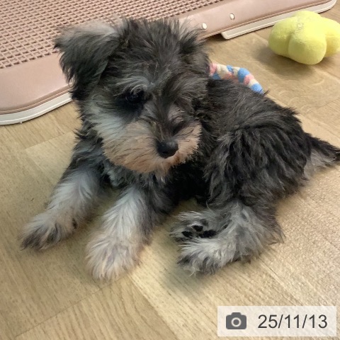 ミニチュア・シュナウザーの写真