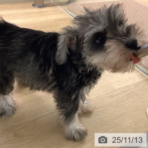 ミニチュア・シュナウザーの写真