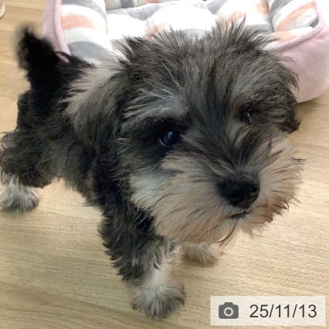 ミニチュア・シュナウザーの写真