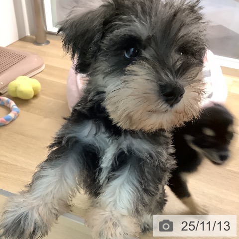 ミニチュア・シュナウザーの写真