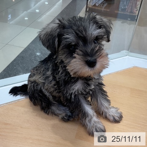 ミニチュア・シュナウザーの写真