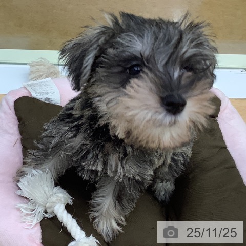 福岡県のミニチュアシュナウザー (ペットプラス 福岡店/2025年9月11日生まれ/女の子/ソルトペッパー)の子犬の4枚目の画像
