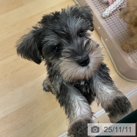 ミニチュア・シュナウザーの写真