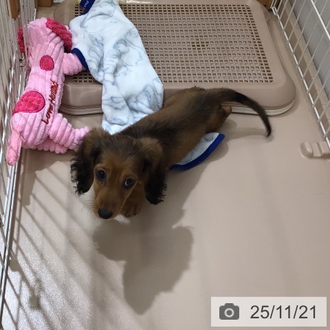 ミニチュア・ダックスフンドの写真