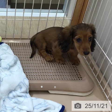 ミニチュア・ダックスフンドの写真