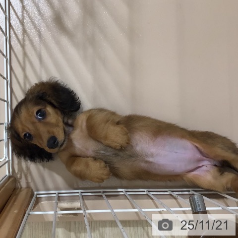 ミニチュア・ダックスフンドの写真