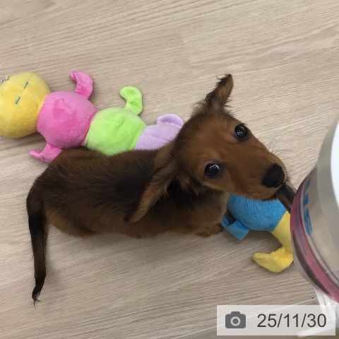 沖縄県のミニチュアダックスフンド(ロング) (ペットプラス 南風原店/2025年9月6日生まれ/女の子/レッド)の子犬の3枚目の画像