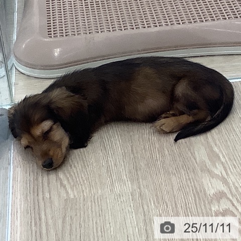 ミニチュア・ダックスフンドの写真