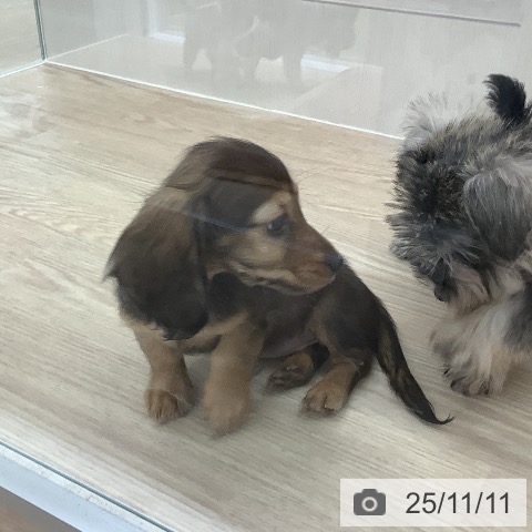 ミニチュア・ダックスフンドの写真