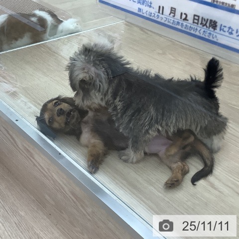 ミニチュア・ダックスフンドの写真