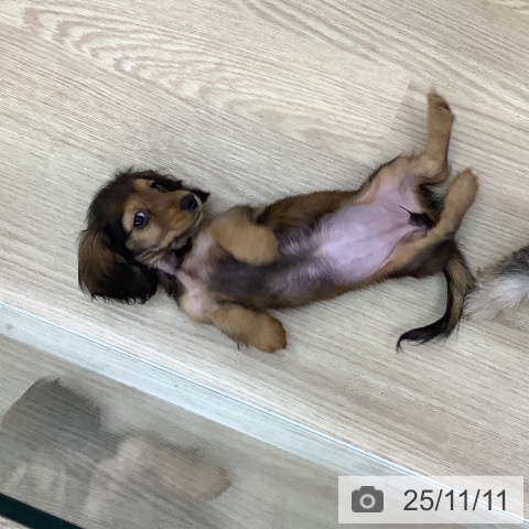 ミニチュア・ダックスフンドの写真