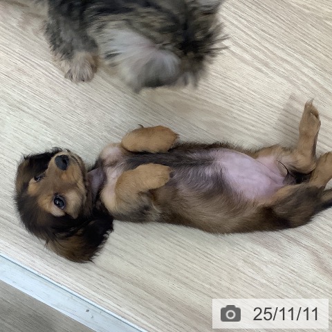 ミニチュア・ダックスフンドの写真