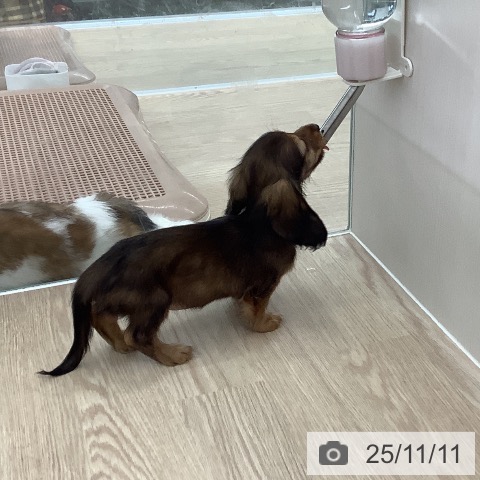 ミニチュア・ダックスフンドの写真