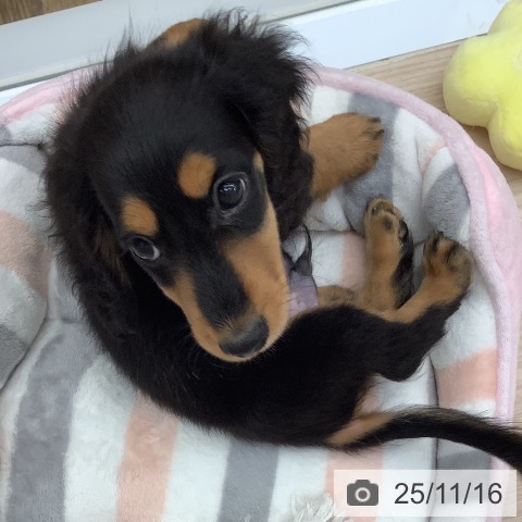 福岡県のミニチュアダックスフンド(ロング) (ペットプラス 福岡店/2025年9月6日生まれ/男の子/ブラックタン)の子犬の4枚目の画像