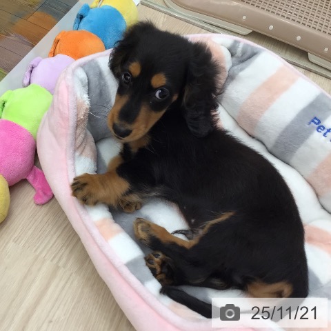 福岡県のミニチュアダックスフンド(ロング) (ペットプラス 福岡店/2025年9月6日生まれ/男の子/ブラックタン)の子犬の3枚目の画像