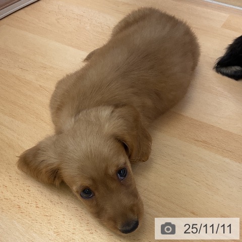 ミニチュア・ダックスフンドの写真