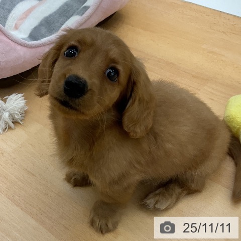 ミニチュア・ダックスフンドの写真