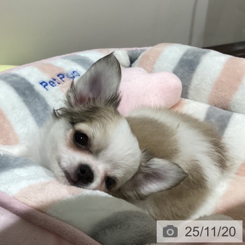 徳島県のチワワ(ロング) (ペットプラス 徳島店/2025年9月11日生まれ/女の子/フォーンホワイト)の子犬の4枚目の画像