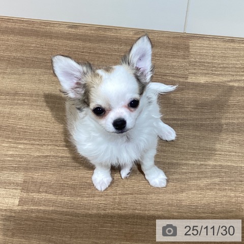 徳島県のチワワ(ロング) (ペットプラス 徳島店/2025年9月11日生まれ/女の子/フォーンホワイト)の子犬の3枚目の画像