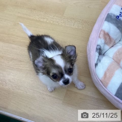 香川県のチワワ(ロング) (ペットプラス 綾川店/2025年9月11日生まれ/女の子/レッドホワイト)の子犬の4枚目の画像