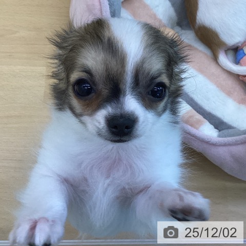 香川県のチワワ(ロング) (ペットプラス 綾川店/2025年9月11日生まれ/女の子/レッドホワイト)の子犬の3枚目の画像