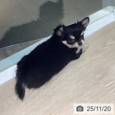 岡山県のチワワ(ロング) (ペットプラス 岡山店/2025年9月10日生まれ/男の子/ブラックタンホワイト)の子犬の4枚目の画像