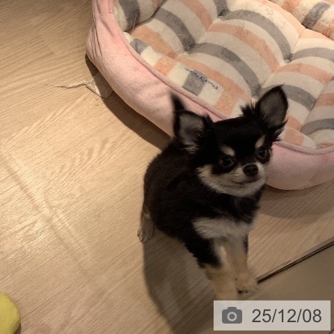 岡山県のチワワ(ロング) (ペットプラス 岡山店/2025年9月10日生まれ/男の子/ブラックタンホワイト)の子犬の3枚目の画像