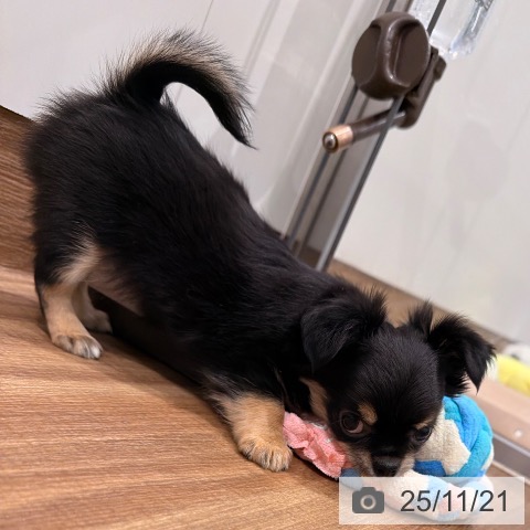 岡山県のチワワ(ロング) (ペッツワン 岡山南店/2025年9月10日生まれ/女の子/ブラックタンホワイト)の子犬の4枚目の画像