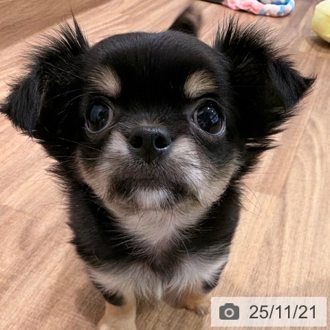 岡山県のチワワ(ロング) (ペッツワン 岡山南店/2025年9月10日生まれ/女の子/ブラックタンホワイト)の子犬の3枚目の画像