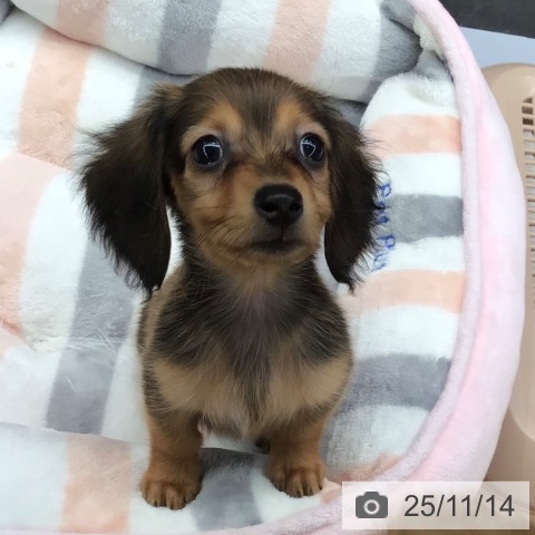 熊本県のミニチュアダックスフンド(ロング) (ペットプラス 熊本店/2025年9月8日生まれ/男の子/レッド)の子犬の3枚目の画像