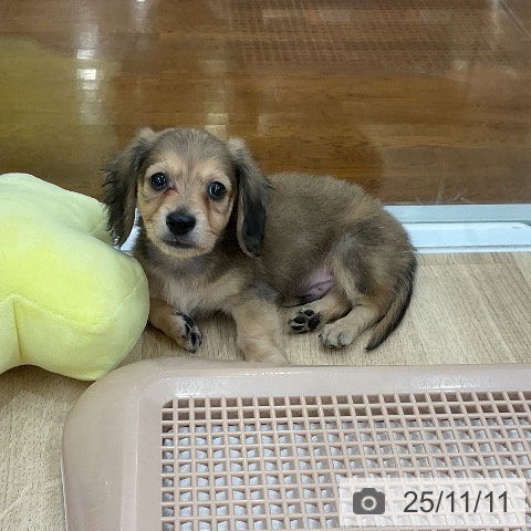 ミニチュア・ダックスフンドの写真