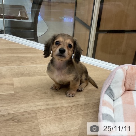 ミニチュア・ダックスフンドの写真